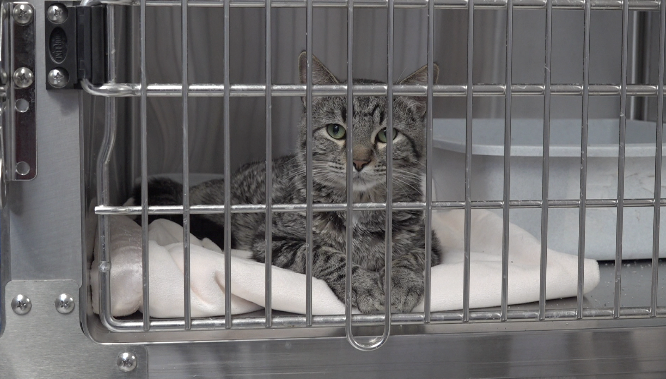 Jordan's Way to stop in Nebraska for two animal shelter fundraisers - Vimarsana News