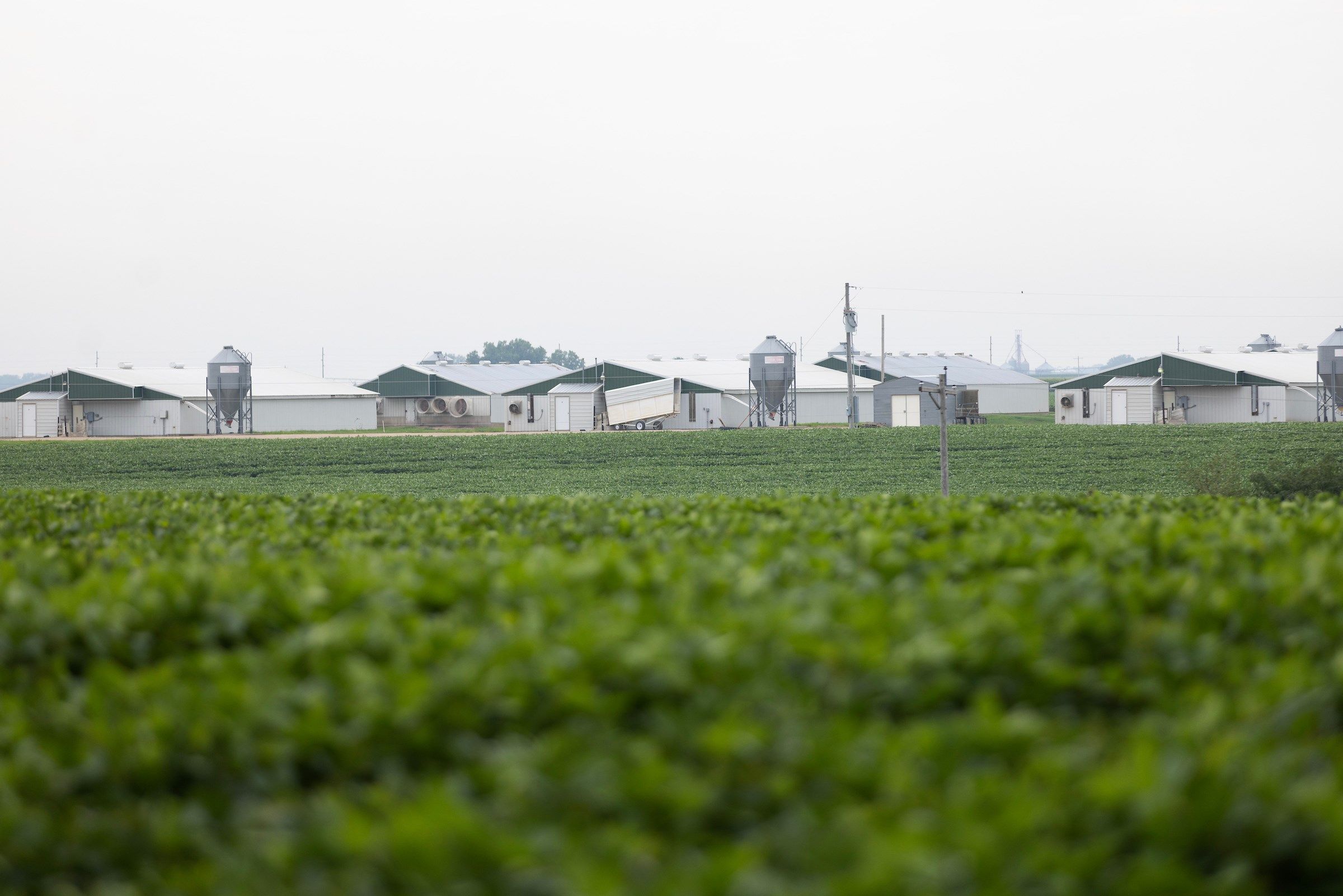 Pillen Family Farms LLC Green Gables near David City on 7/19/23. Green Gables, like most Pillen operations, isn’t required by the state to have monitoring wells, making it hard to know much about how it is/isn’t affecting nearby ground/surface water.